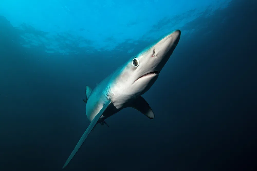 blue shark nostrils