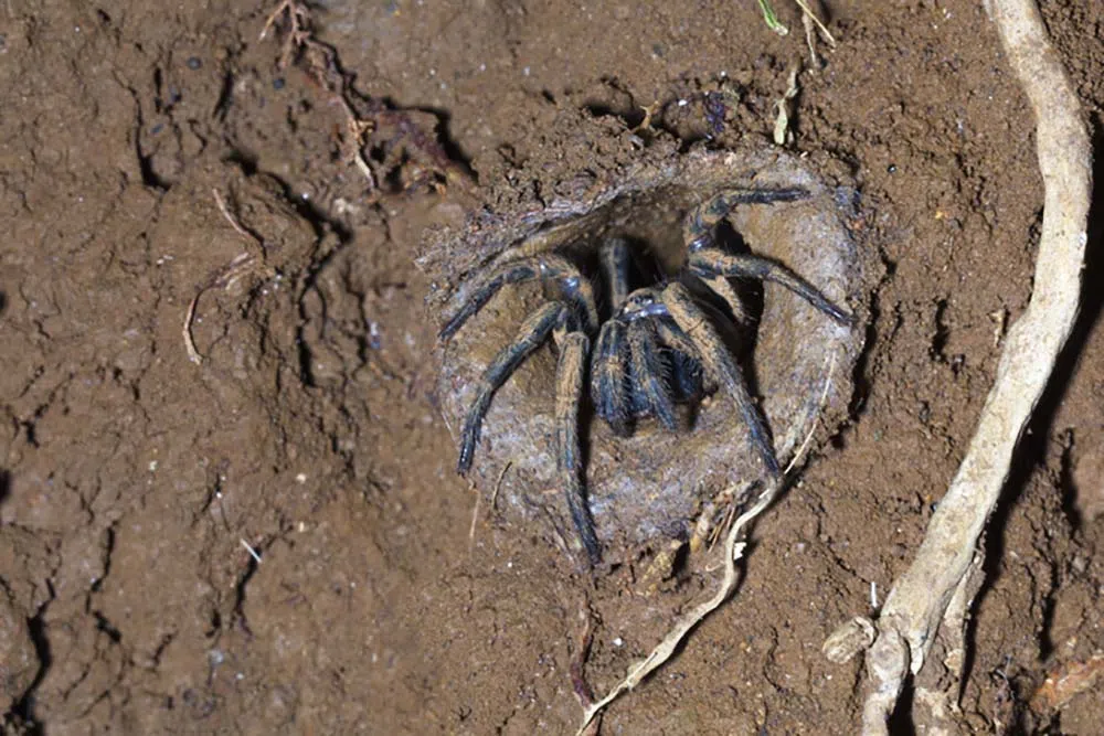 most poisonous spider sydney funnel web