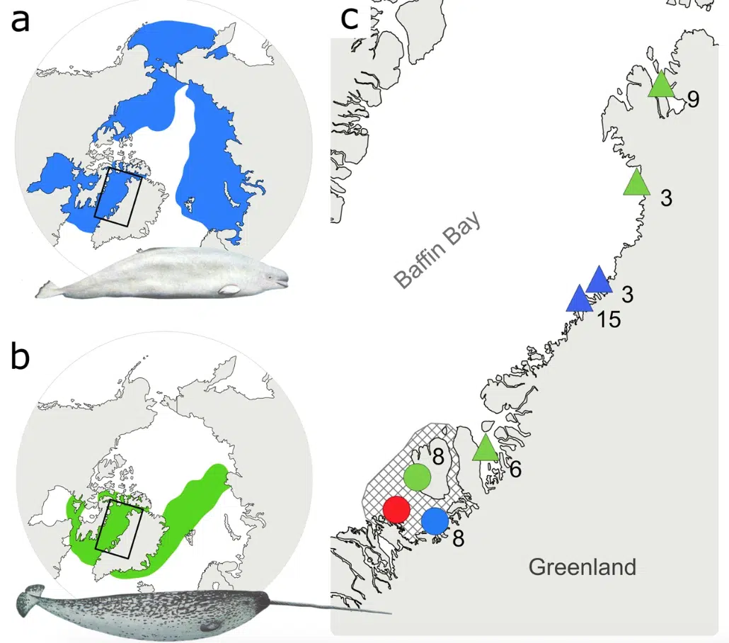 whale habitats