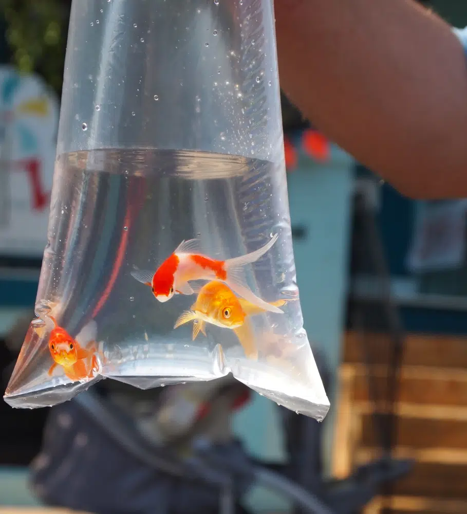 carnival goldfish
