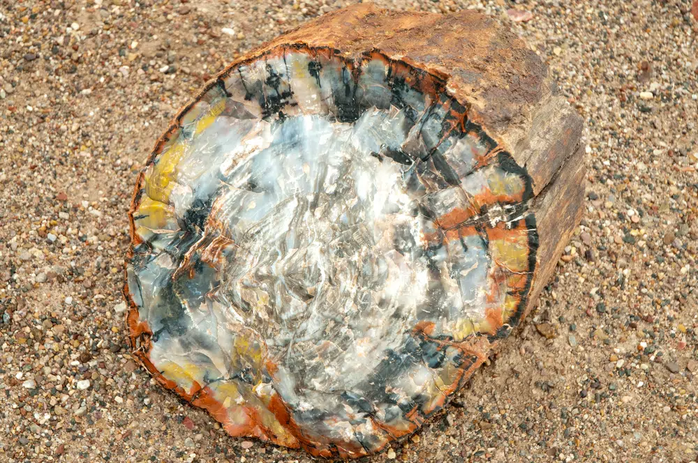 petrified wood