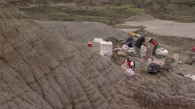 Crews Continue To Make Discoveries At Dinosaur Provincial Park Chat News Today