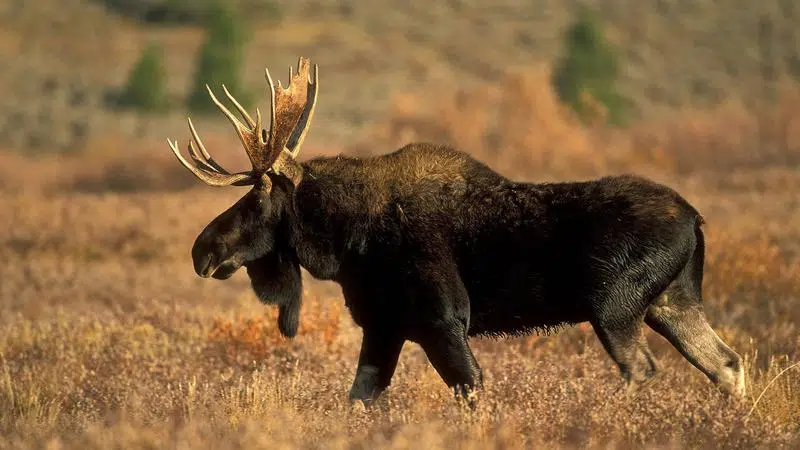 Three dead moose found south of village of Cereal | CHAT News Today