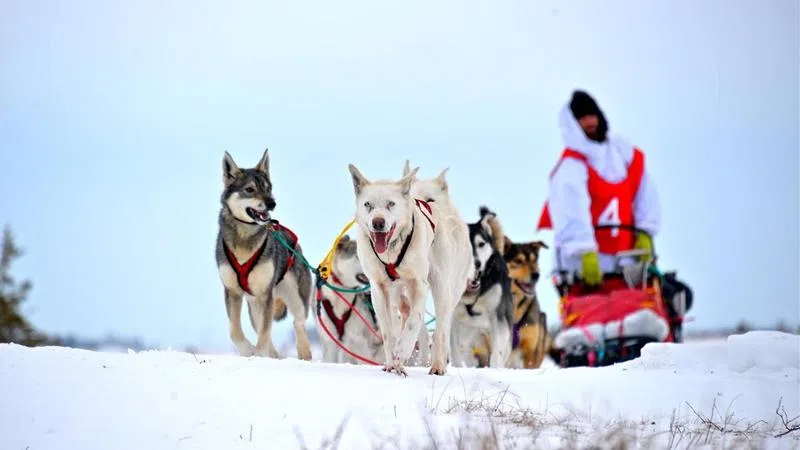 Animal Rights Protesters Arrested Near Canmore Chat News Today