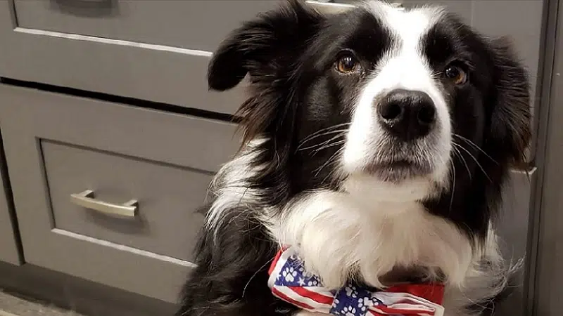 are border collies good as emotion support dogs