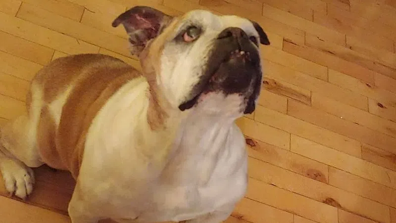 country songs with dogs