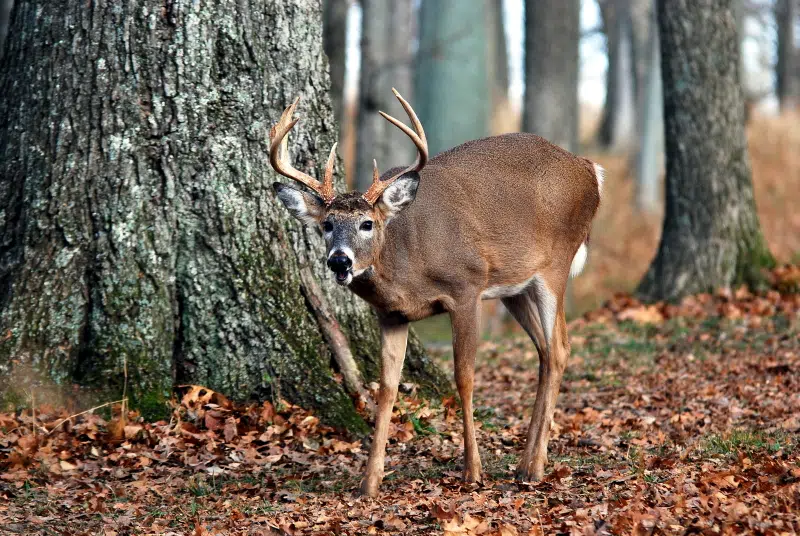 Record number of deer killed during Kentucky gun season WSON AM & FM