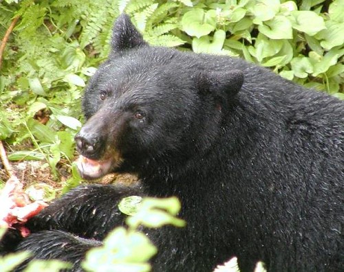 Authorities Say Black Bear To Be Left Alone - Vimarsana News