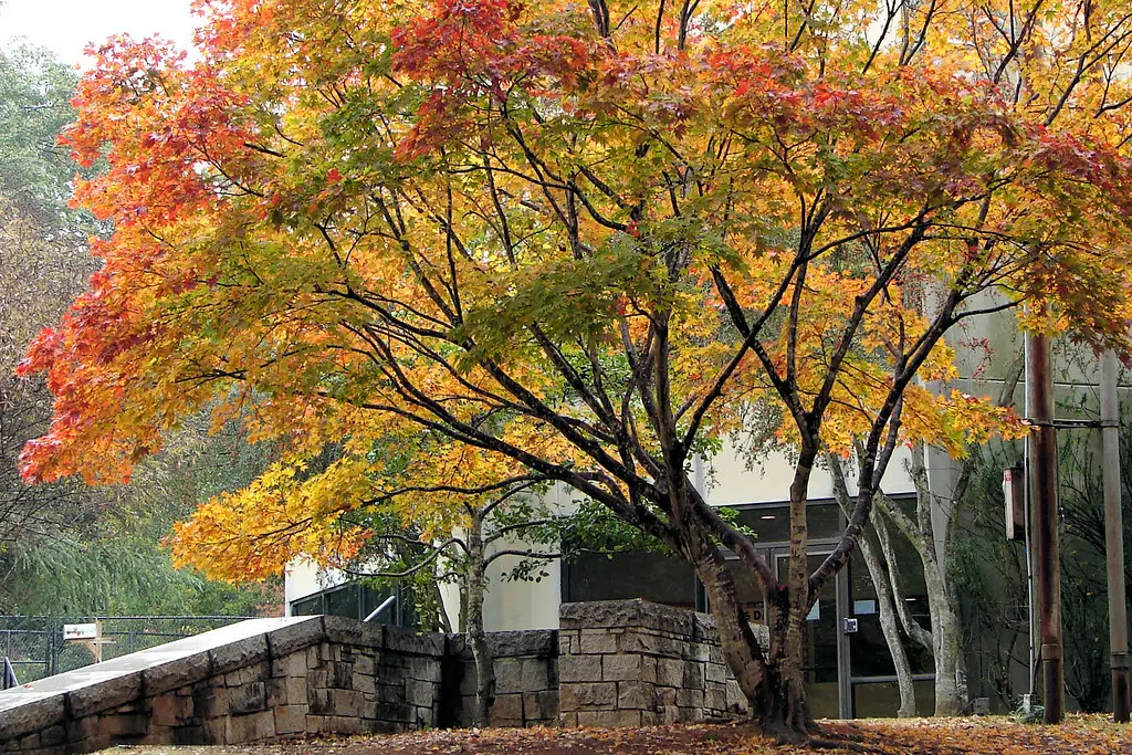 Man involved in Brooklyn tree dispute enters plea, must serve probation