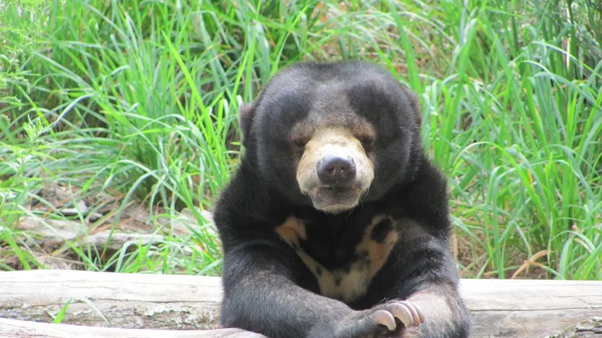 Sun Bear Or Sun Bear Costume? Xtreme 107.1 Platteville, Dubuque