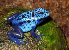 Clayton County Man Finds Rare Blue Bullfrog  97 Seven Country WGLR - The  Tri-States Best Variety of Country - Lancaster, Dubuque, Galena, Platteville