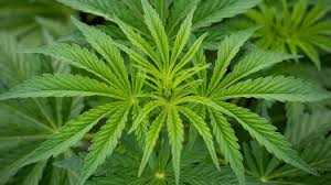 Another Cannabis Dispensary Coming To East Dubuque - Vimarsana News