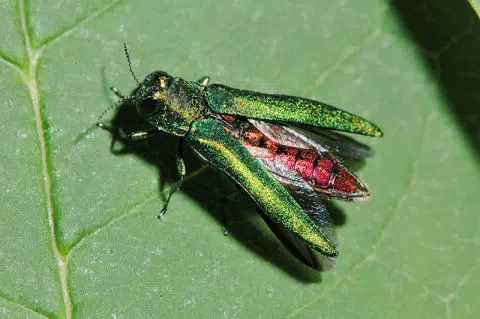 Researchers Find Possible Solution For Devastating Pest Emerald Ash ...