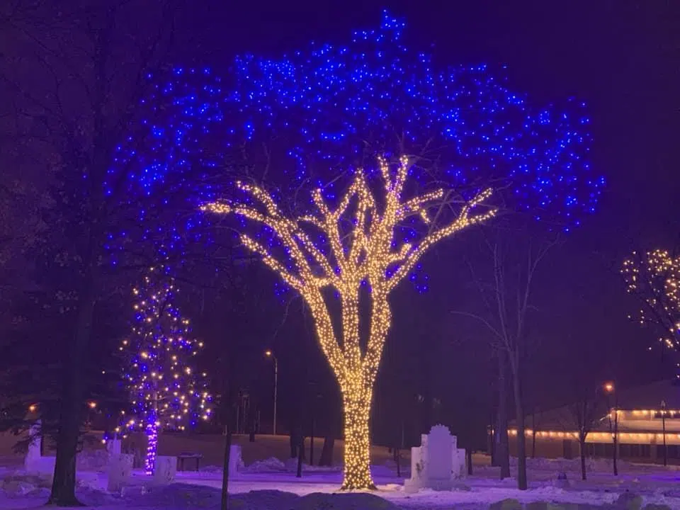 ‘Royal Tree’ lit up in Detroit Lakes City Park as Polar Fest Begins
