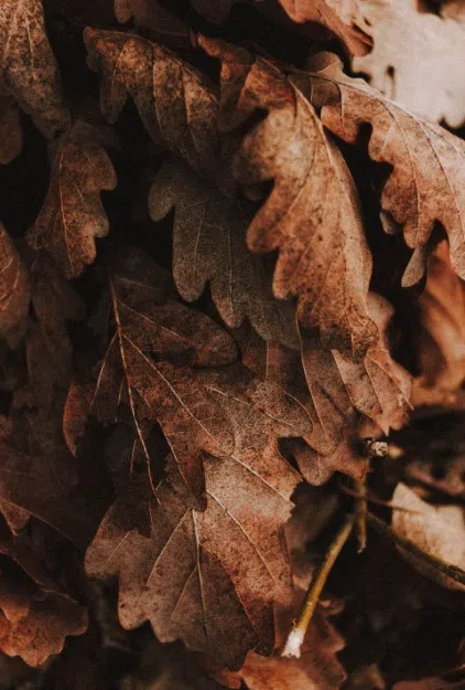 Disease that Kills Oak Trees Spreading into Northern Parts of Minnesota ...