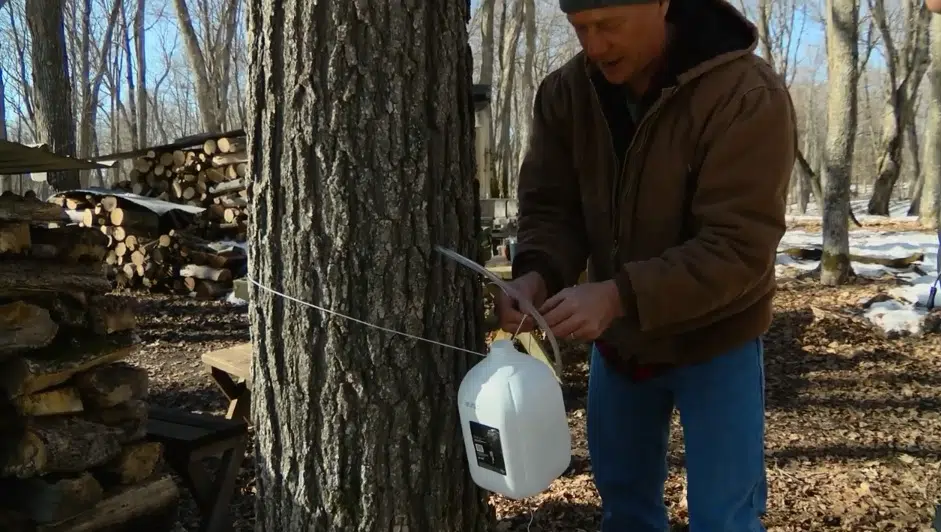 WATCH Maple Syrup Producer Creates Syrup used for This Weekend’s Maple