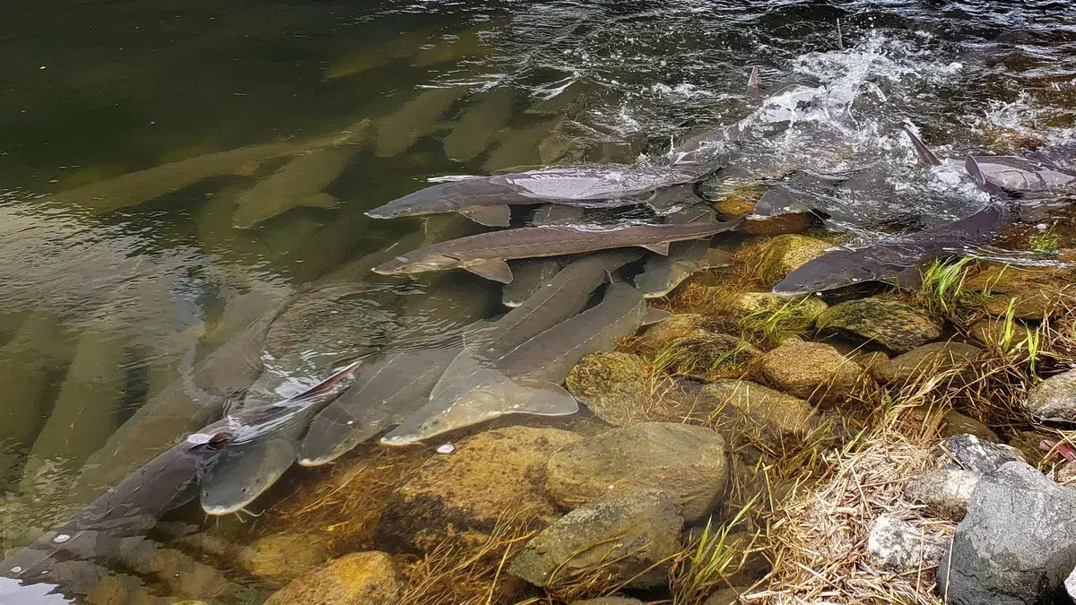 Minnesota DNR, tribal nations and U.S. Fish and Wildlife complete 2023