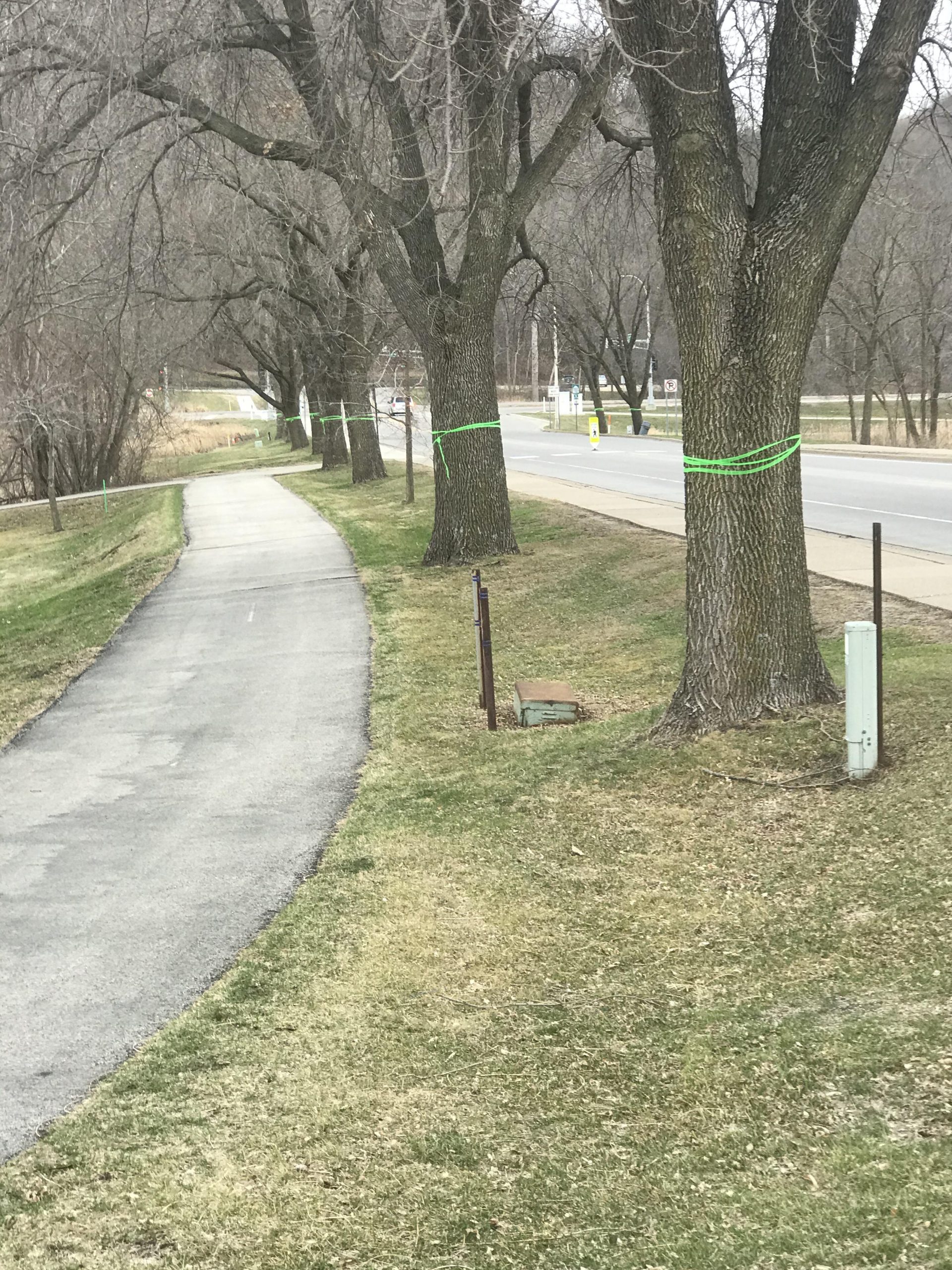 City Council Approves Fundraising Campaign for Trees - Vimarsana News