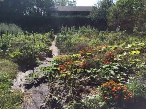 Sawatsky takes care of this community garden in Elora, Ontario, with the help of others. It’s the size of a tennis court. 