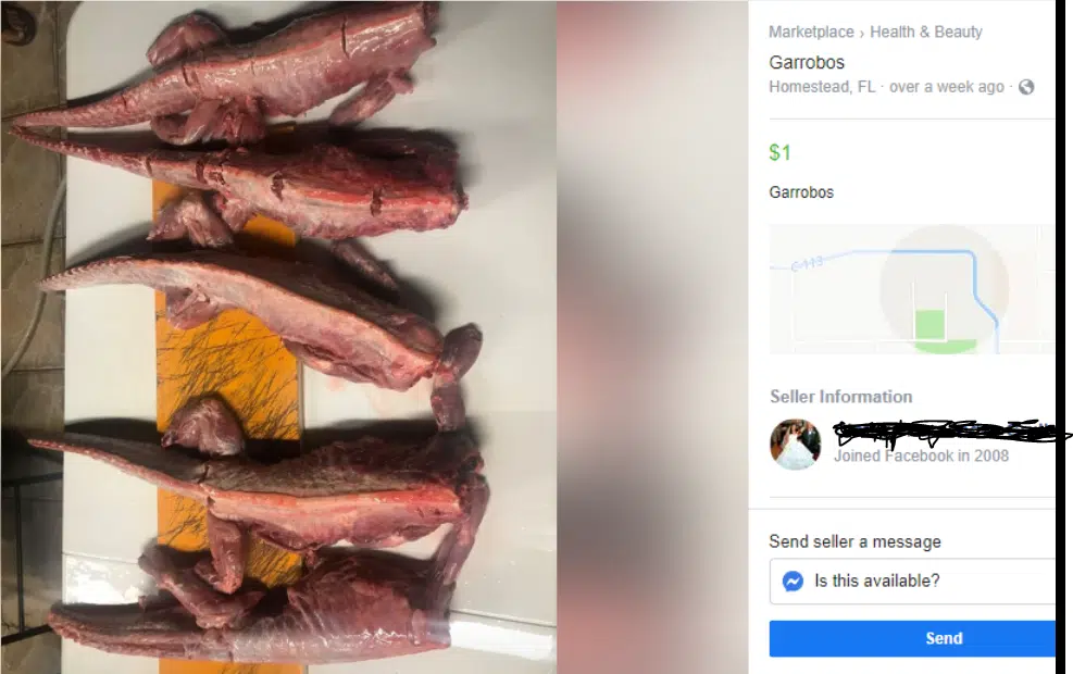 florida iguana meat for sale