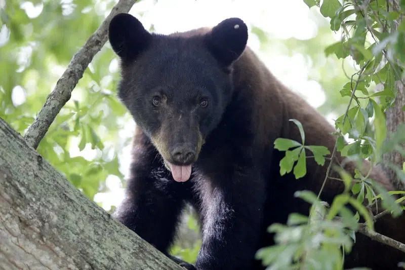 real life teddy bears