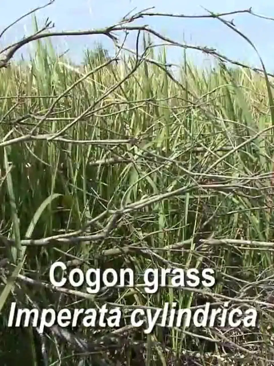 Mississippians Warned Of Weed Species That Chokes Out Plants