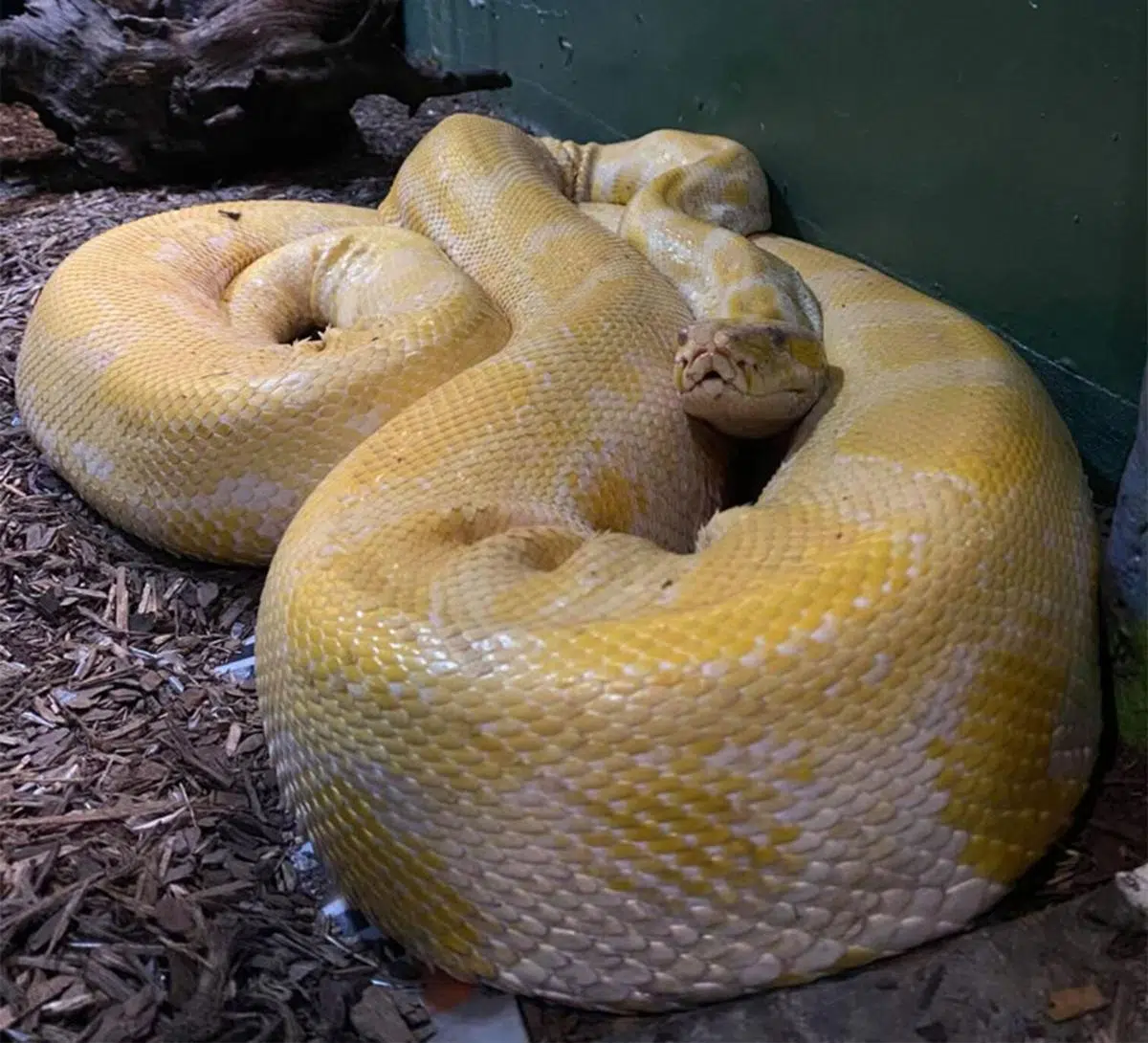 12-foot python escapes inside Louisiana’s largest mall | ListenUpYall.com