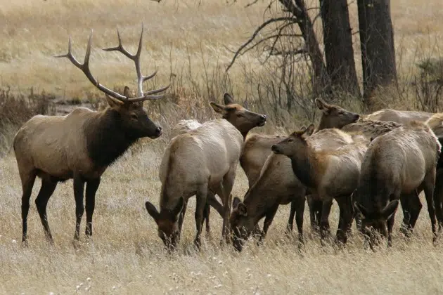 Minnesota Accepting Applications For Elk Hunting | KNSI