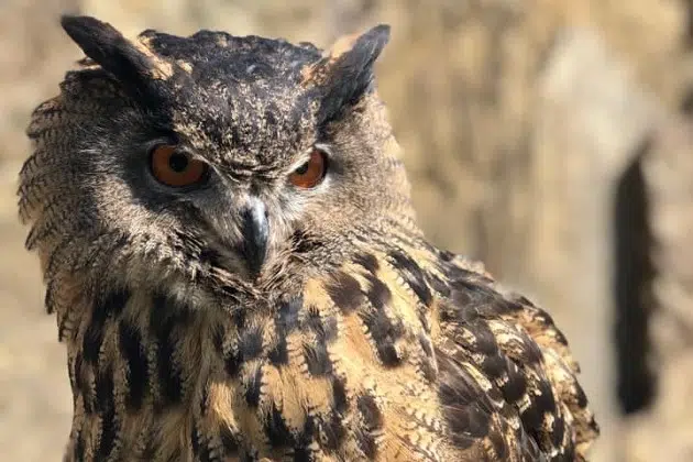 Bird Flu Takes Unheard-of Toll on Bald Eagles, Other Birds | KNSI