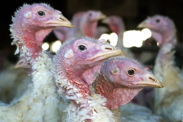 Highly Pathogenic Avian Influenza Discovered in Two Minnesota Flocks