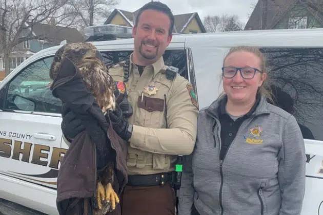 Deputy, Dispatcher Credited with Saving Eagle Found Along Road | KNSI