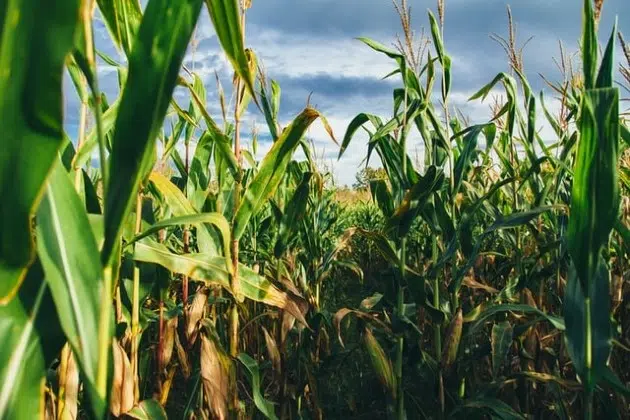 Minnesota Crops Survive Summer Unscathed