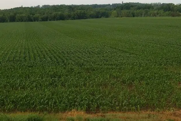 Stearns County Farm Honored For Green Practices KNSI   Janski Farm No Till 