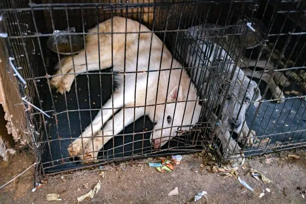 Nearly Five Dozen Animals Rescued from Squalid Conditions in Morrison  County | KNSI