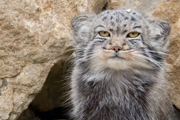 El zoológico de Hemkar obtiene nuevos gatos raros y en peligro de extinción