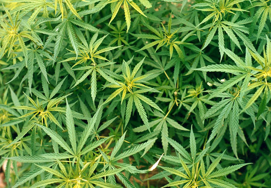 Mankato getting 1st Medical Marijuana dispensary - Vimarsana News
