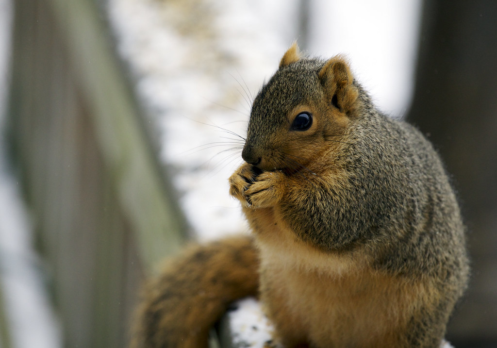 Man who shot at squirrels and hit a home pleads guilty - Vimarsana News
