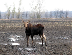 Minn. DNR: Moose That Charged and damaged truck likely had brain worm - Vimarsana News