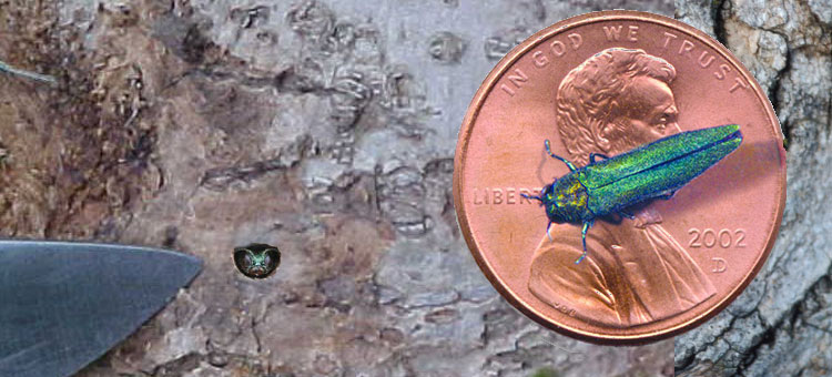 Clay County's first case of Emerald Ash Borer found in Moorhead - Vimarsana News