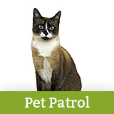 Lost Cat | 740 The FAN - Vimarsana News