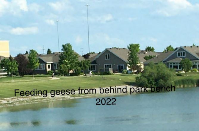 Too many geese clogging West Fargo's Charleswood neighborhood, attracted by residential feeding, neighbors upset - Vimarsana News
