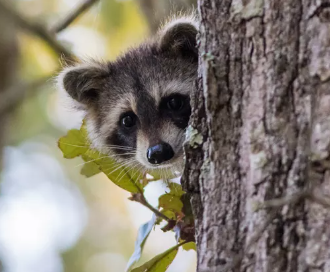 Rabies alert issued over raccoon taken into N.D. bar - Vimarsana News