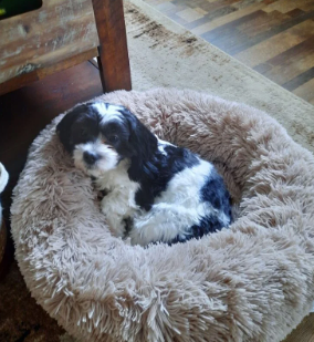 Police investigating puppy's death after trip to Fargo pet groomer - Vimarsana News