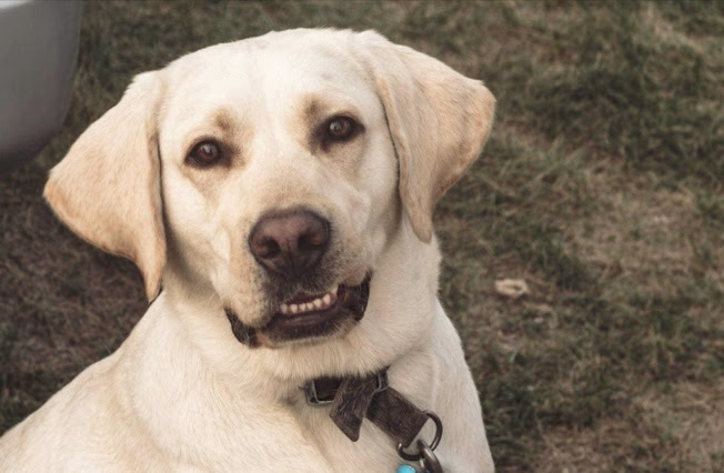 Search underway for person who shot and killed dog in central Minnesota - Vimarsana News