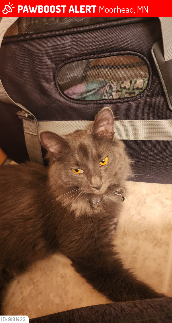 Lost Cat | 740 The FAN - Vimarsana News