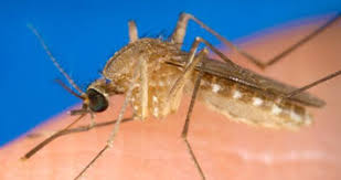 Impacts of warmer weather on mosquitoes - Vimarsana News
