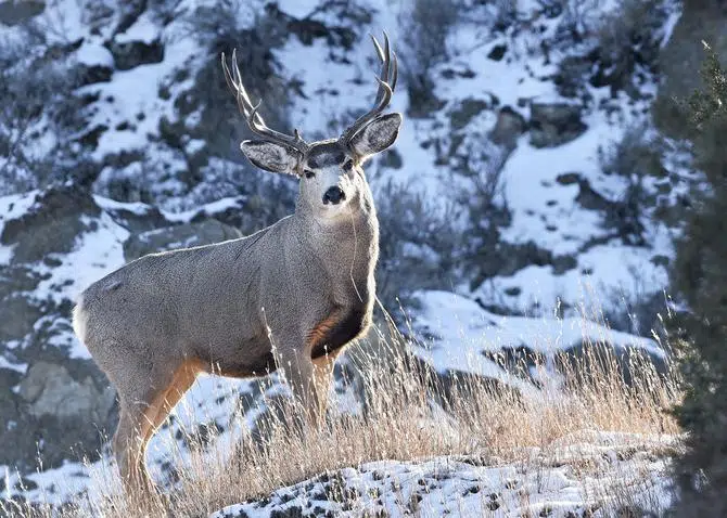 Deer Lottery Held, Licenses Remain | The Mighty 790 KFGO | KFGO