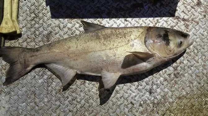 Bighead Carp Caught in James River, The Mighty 790 KFGO