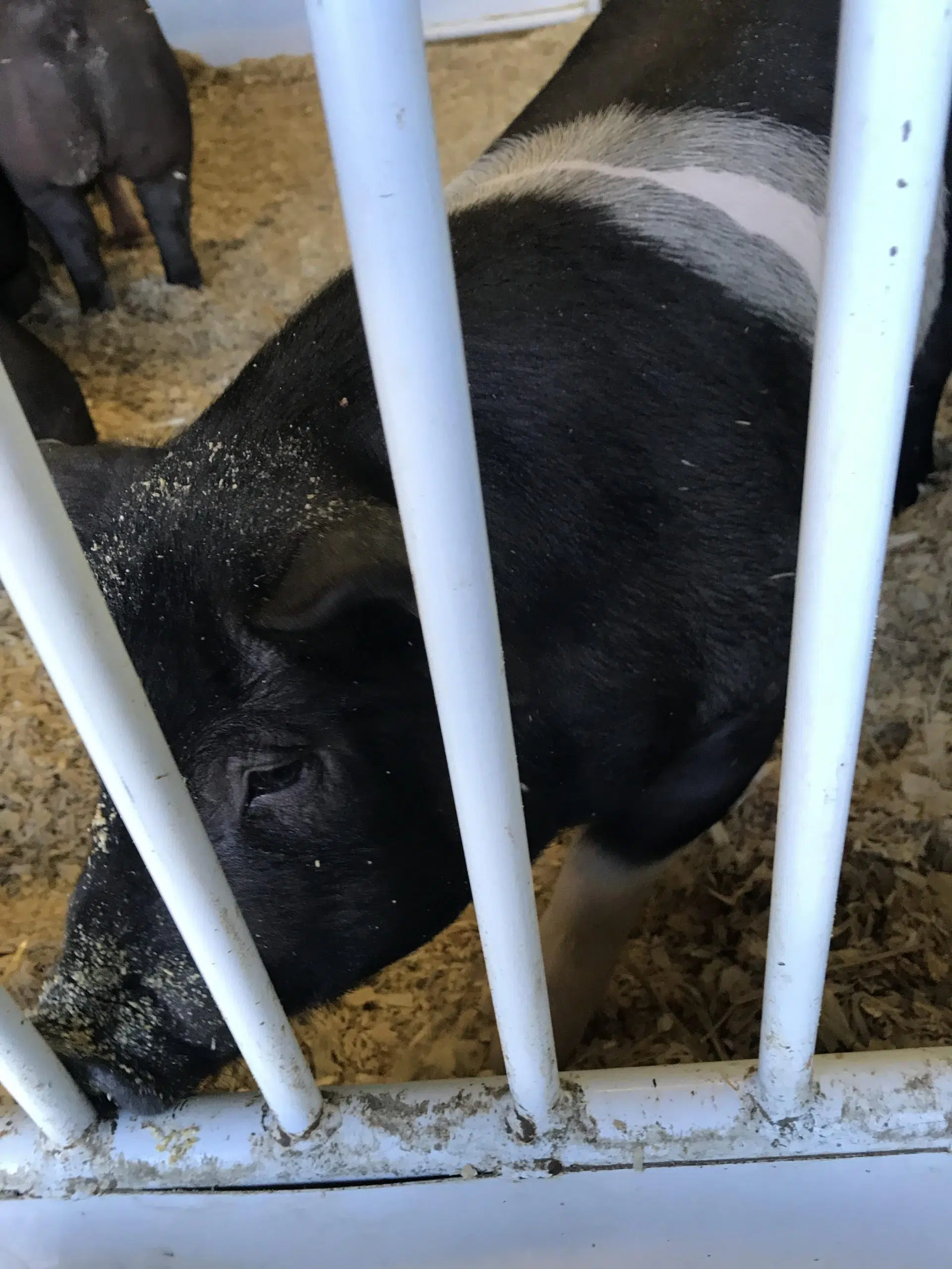 More Hogs and Pigs in Minnesota | The Mighty 790 KFGO | KFGO