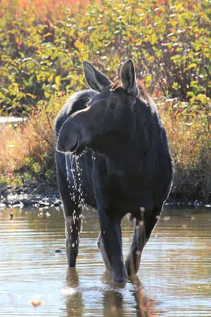 Survey Shows Minnesota’s Moose Population Remains Stable | Froggy 99.9 KVOX